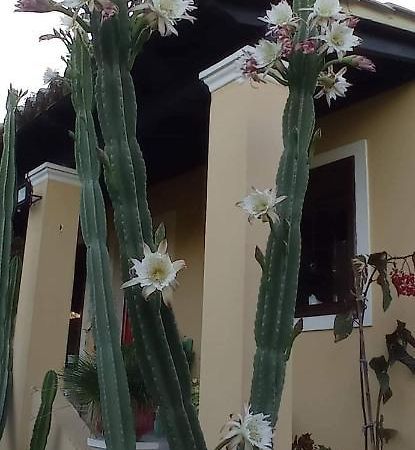Roula'S House Villa Nymfai Ngoại thất bức ảnh